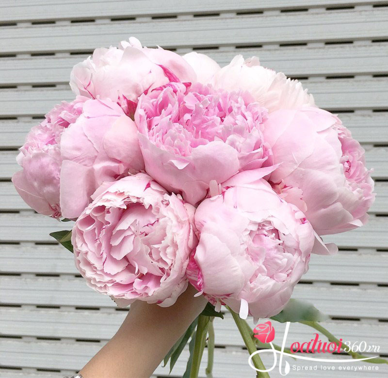 Hoa mẫu đơn Hà Lan