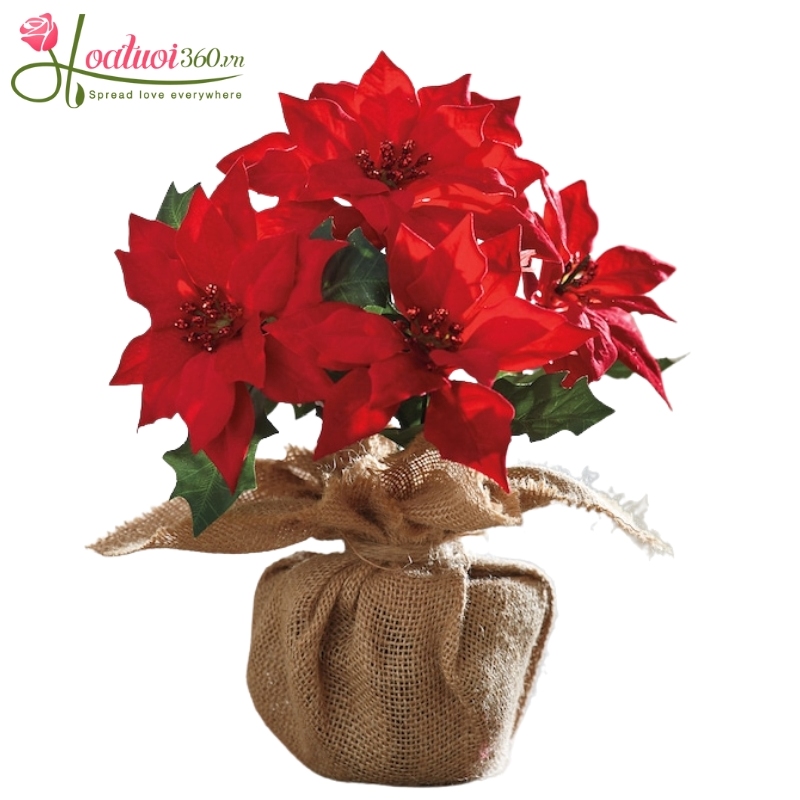 lẵng hoa trạng nguyên mừng bảo vệ luận văn thành công