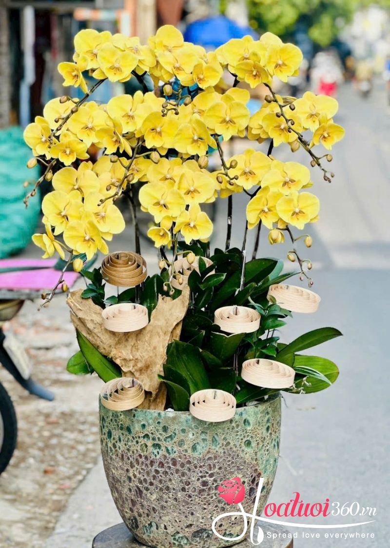 chậu lan hồ điệp vàng tặng bà, mẹ ngày 20/10