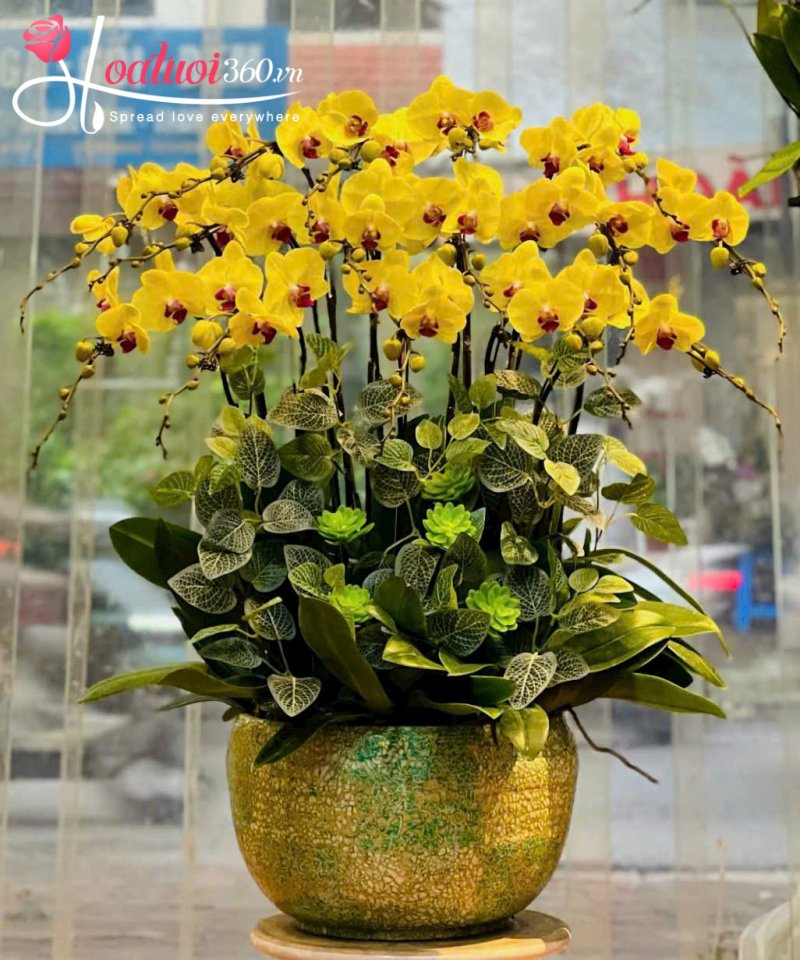 chậu lan hồ điệp tặng bà, mẹ ngày 20/10