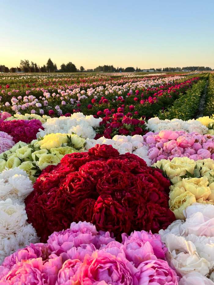 Hoa Tươi 360 có nguồn cung hoa mẫu đơn nhập khẩu chất lượng