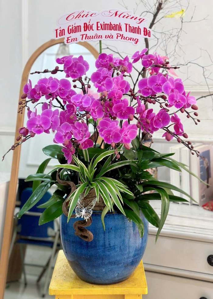 Chậu lan hồ điệp tím là một lựa chọn lý tưởng mừng ngày khai trương