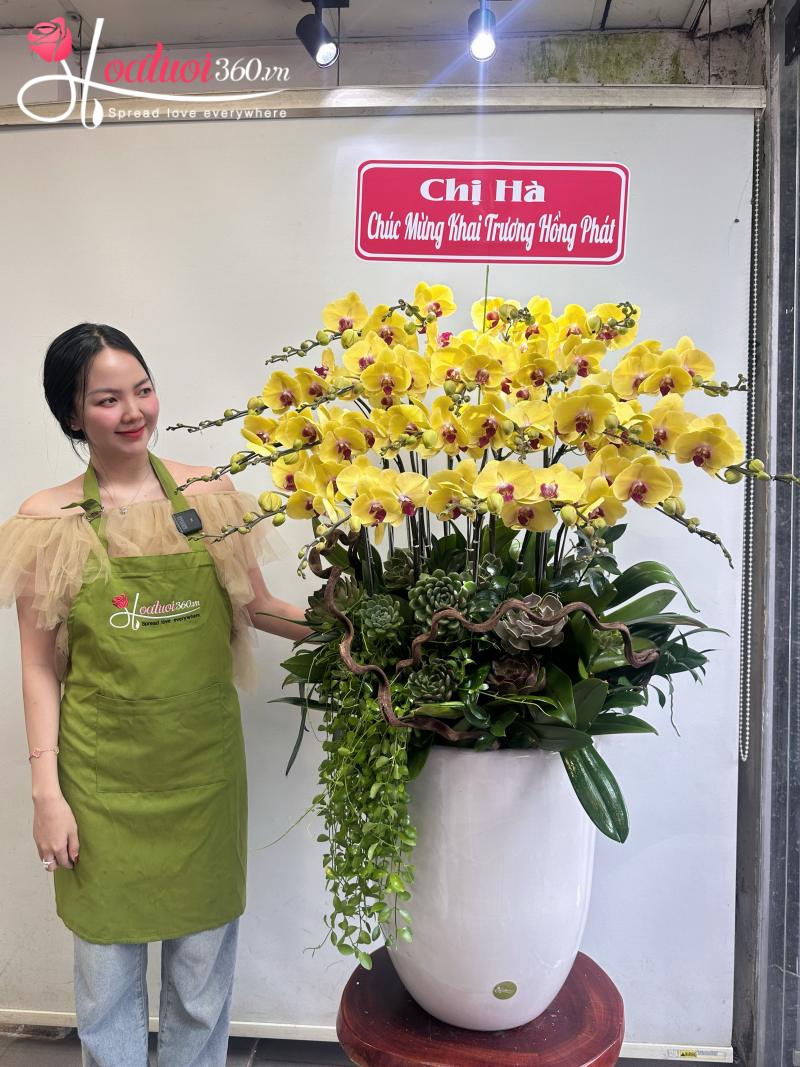Chậu hoa lan hồ điệp chúc mừng sự kiện