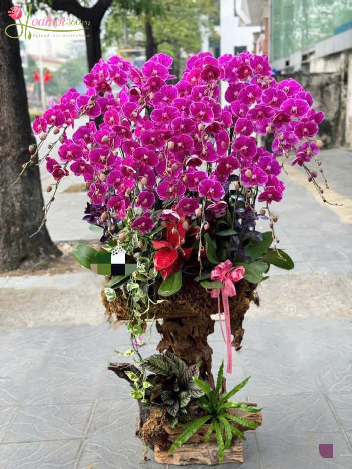 Lũa lan hồ điệp tím tặng đối tác 15 cành tím