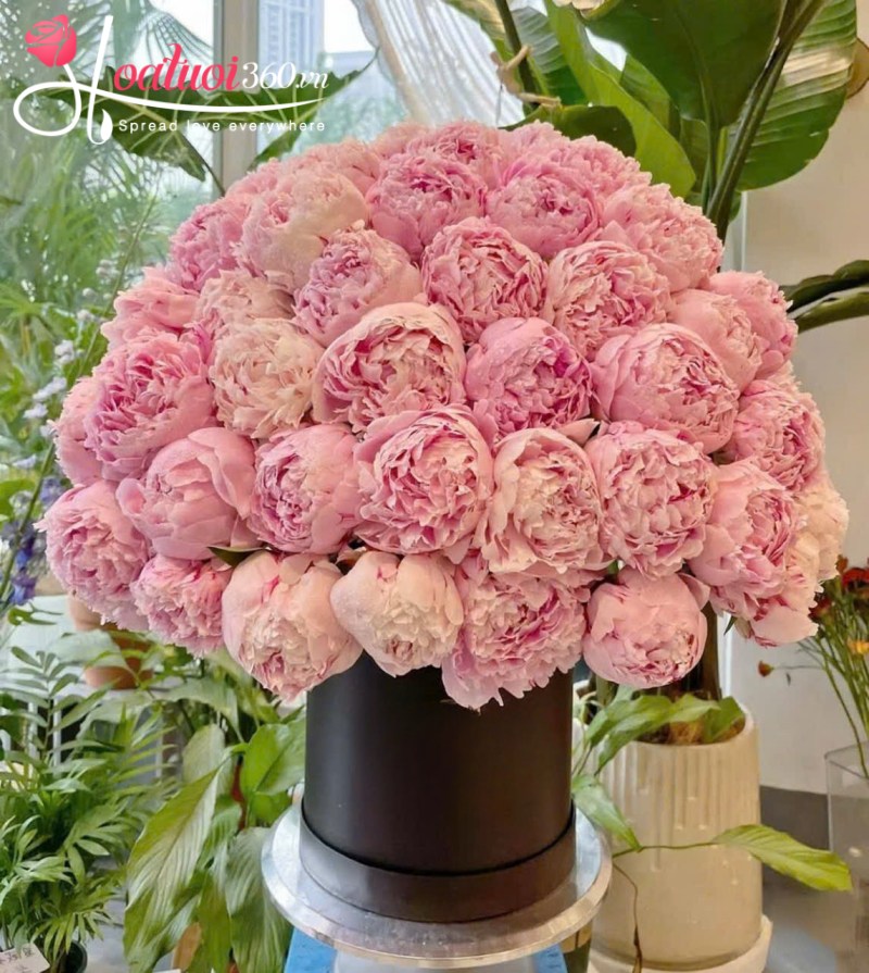 Lẵng hoa mẫu đơn hồng full hoa