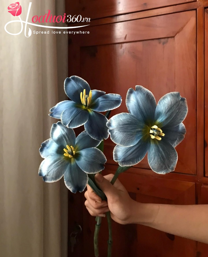 Lịch sử phát triển của hoa tulip xanh