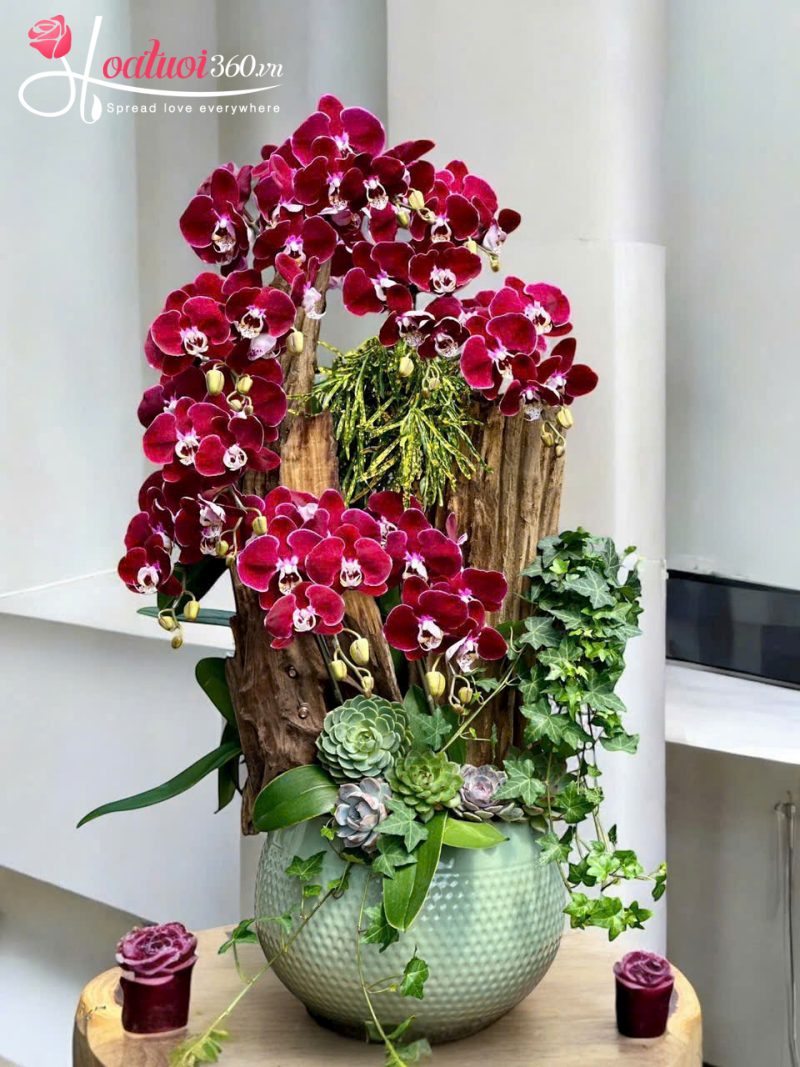 lan hồ điệp - loài hoa may mắn