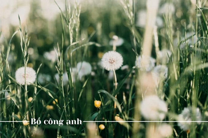 Hoa bồ công anh tượng trưng cho sự chờ đợi và hy vọng