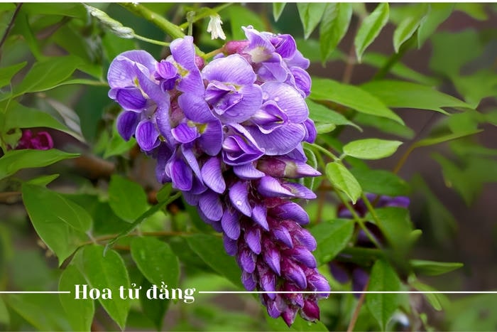 Hoa tử đằng tượng trưng cho sự chờ đợi và hy vọng