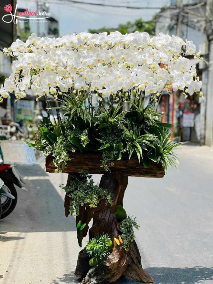 Lũa lan hồ điệp trắng thiết kế tinh xảo