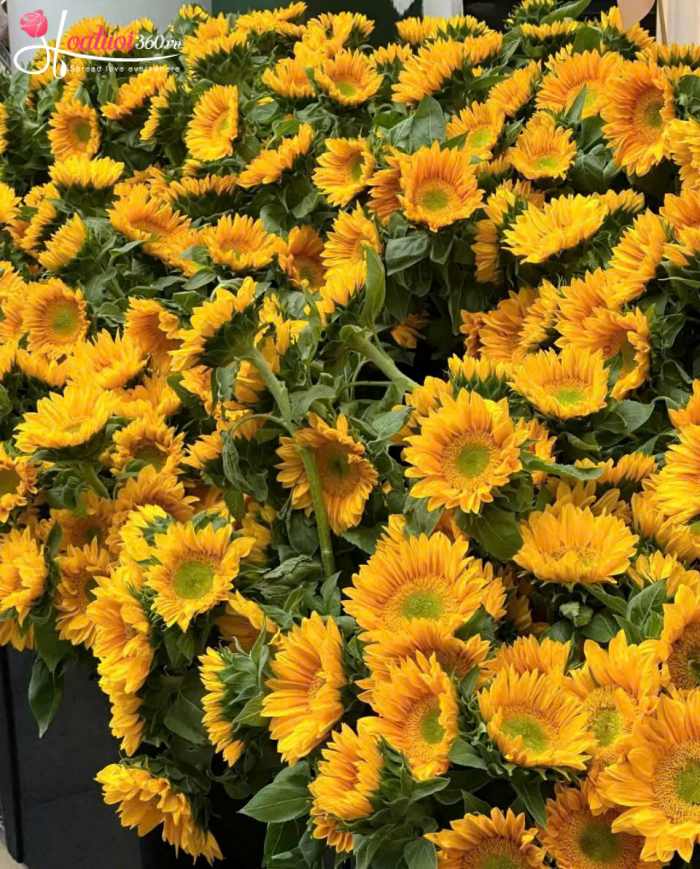 Chợ đầu mối hoa hướng dương tươi tại TPHCM 