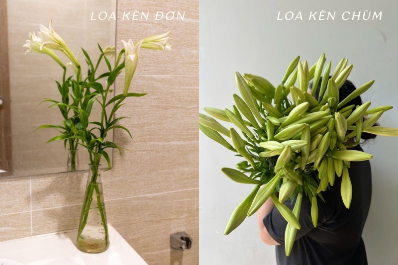 Phân biệt hoa loa kèn đơn và loa kèn chùm