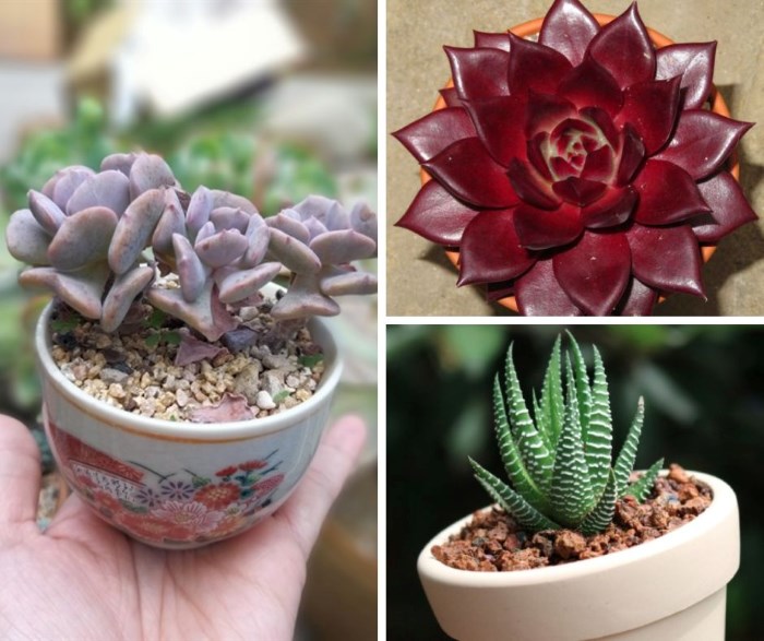 Phân loại các giống sen đá
