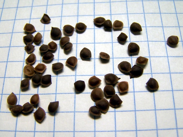 hạt giống cây hoa mimosa