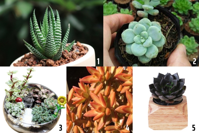 Hoa sen đá hợp với tuổi và cung mệnh nào