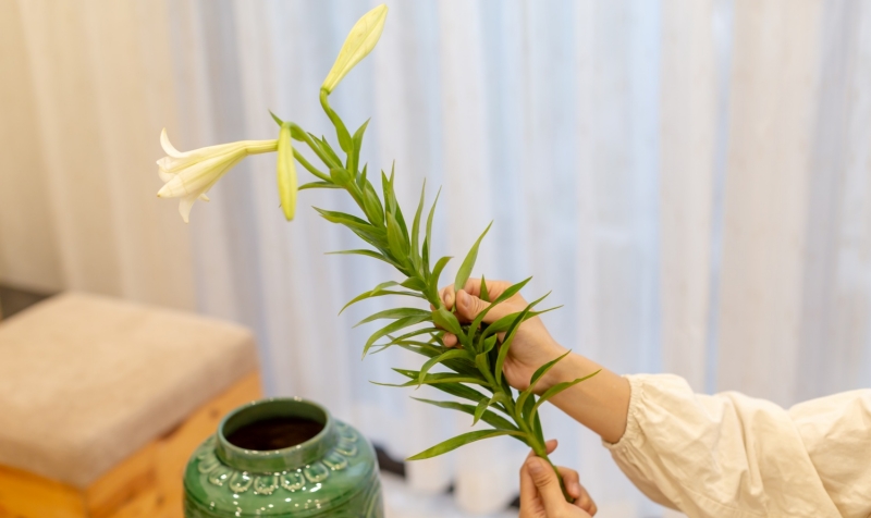 sơ chế hoa loa kèn sau khi mua về