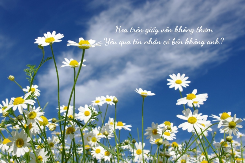 Mẫu stt thả thính về hoa ngắn gọn