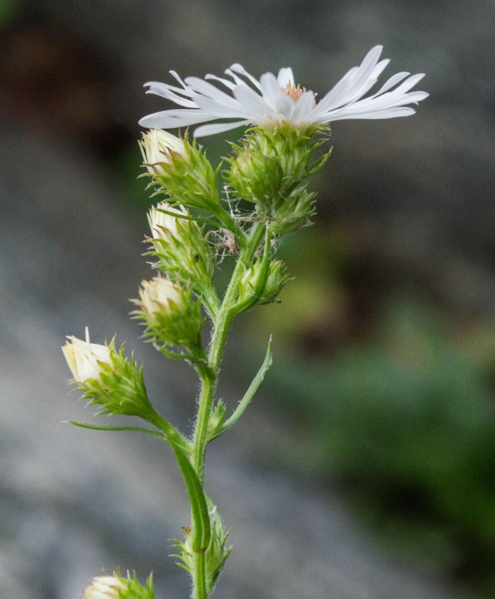 Nhiệt độ thích hợp giúp cây hoa thạch thảo trắng phát triển mạnh mẽ