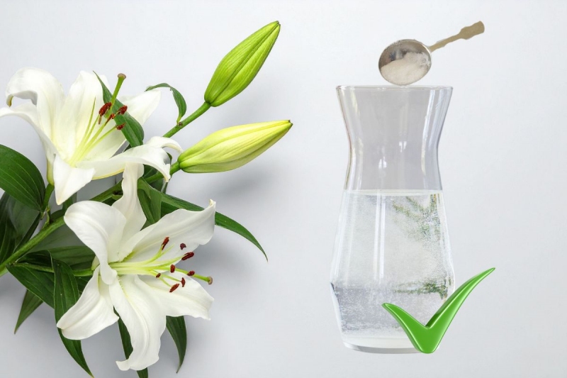 Thay nước cắm và vệ sinh bình hàng ngày