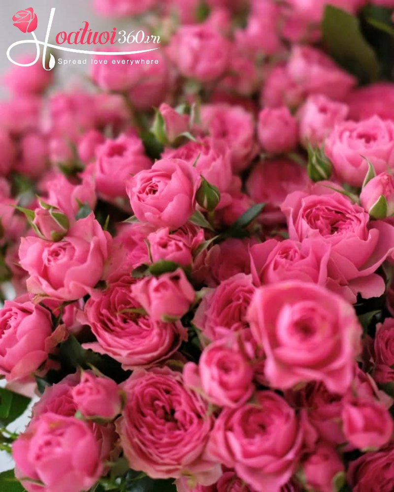 tên gọi hoa hồng tỉ muội