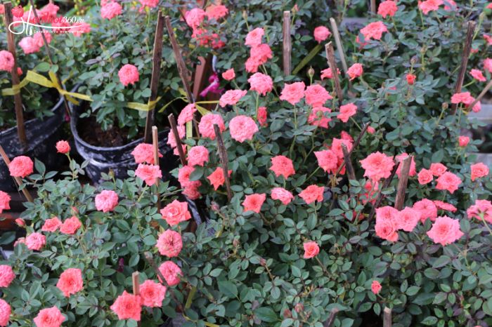 tổng quan về hoa hồng tỉ muội