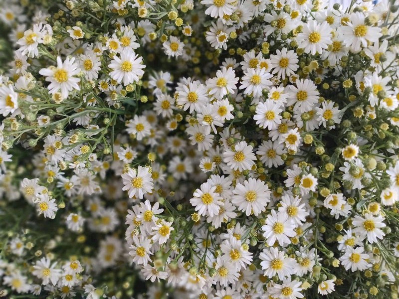 Hoa thạch thảo trắng khoe sắc dưới trời Hà Nội