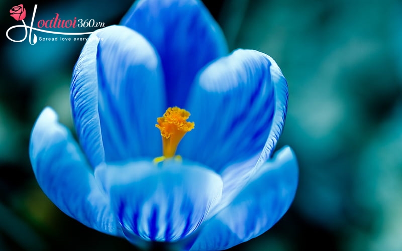 Tổng quan về hoa tulip xanh