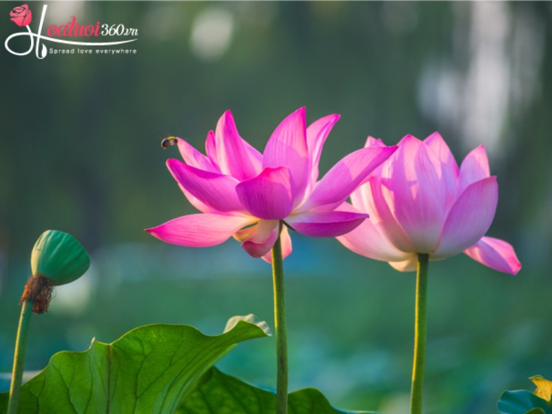 Hoa sen trong các phẩm chất của Phật giáo