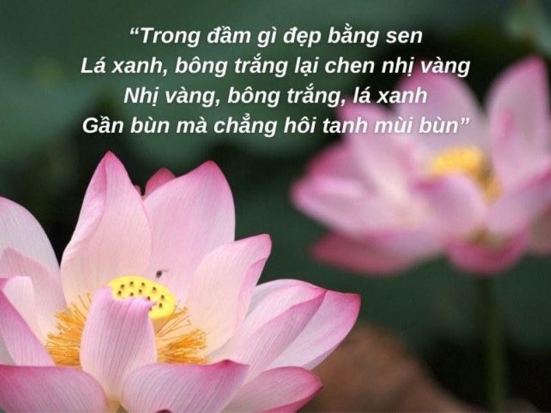 Hoa sen trong thơ ca Việt Nam