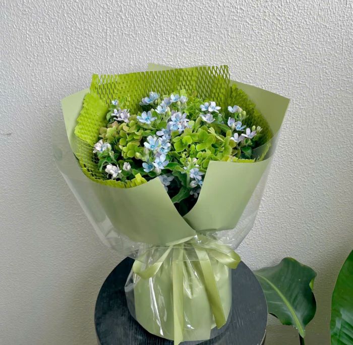 Bó hoa sao xanh biếc với giấy gói matcha