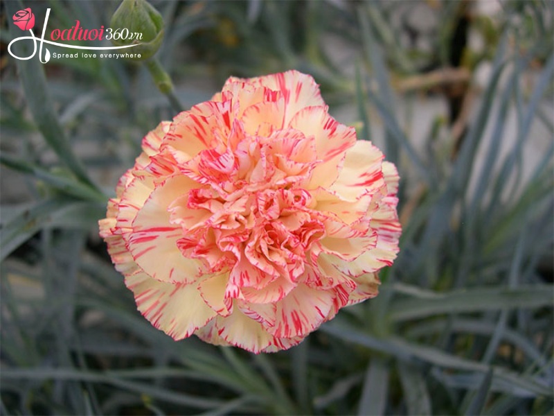 Ý nghĩa hoa cẩm chướng sọc