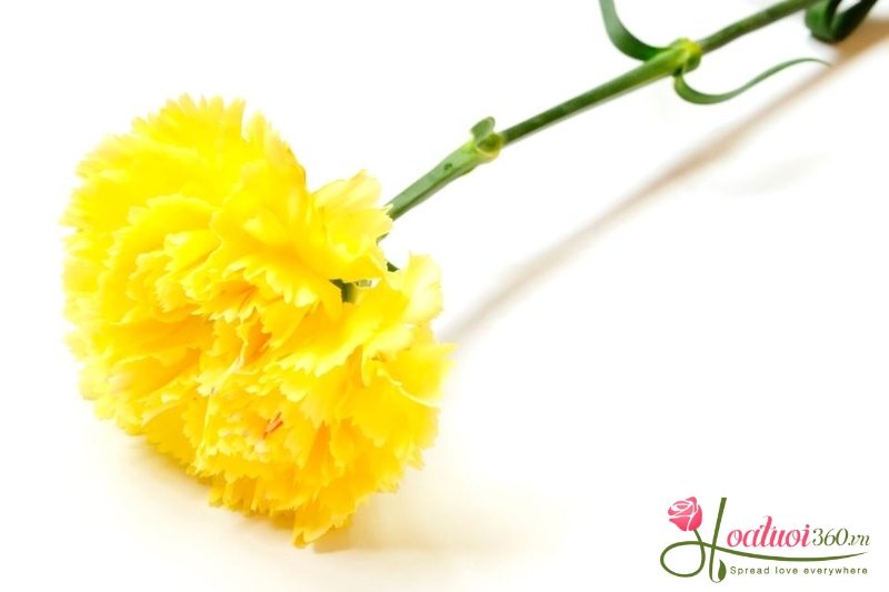 Ý nghĩa hoa cẩm chướng vàng