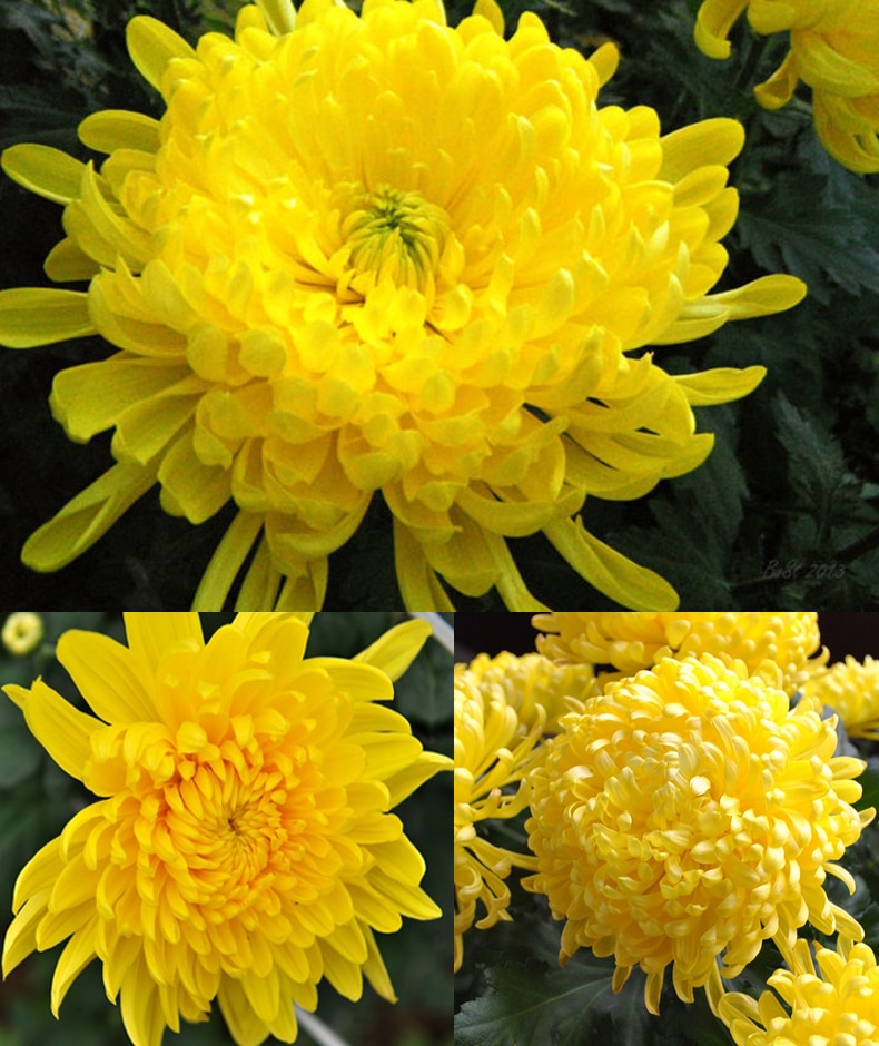 Hoa cúc đại đóa được nhiều người yêu thích 