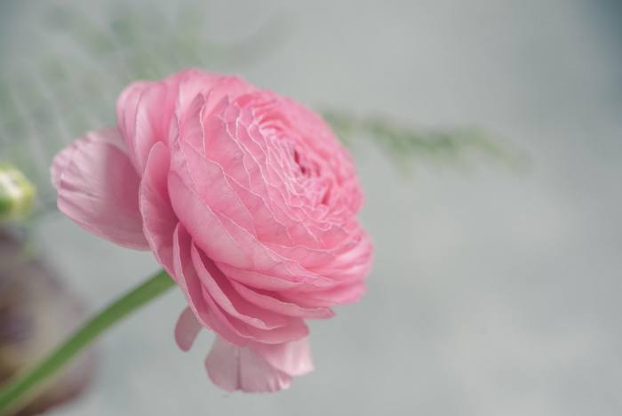 ý nghĩa hoa mao lương hồng
