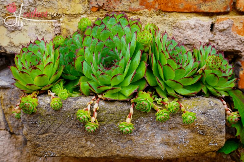 ý nghĩa hoa sen đá trong cuộc sống