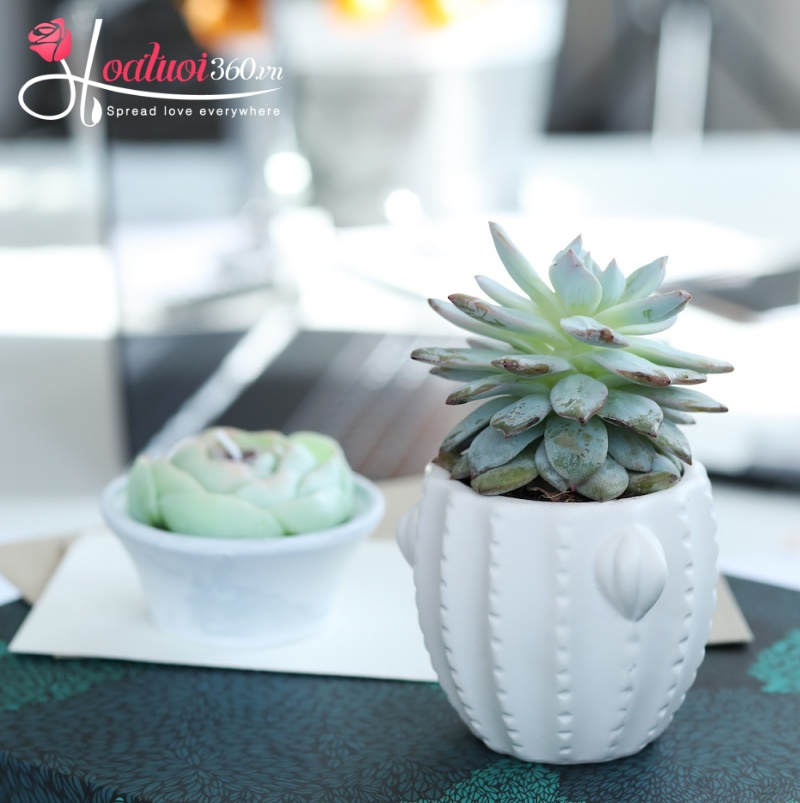 ý nghĩa hoa sen đá trong phong thuỷ