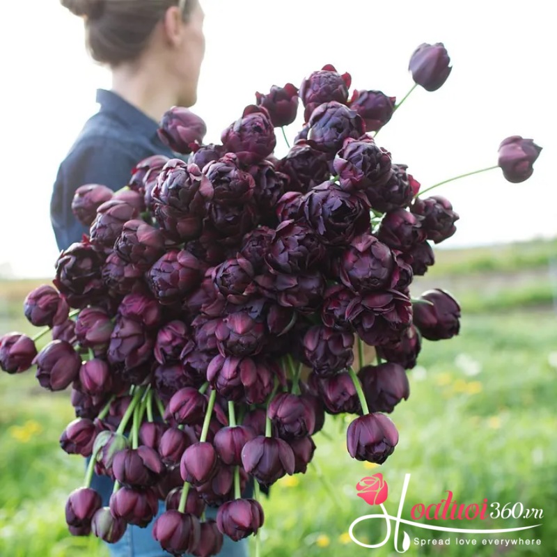 ý nghĩa hoa tulip đen