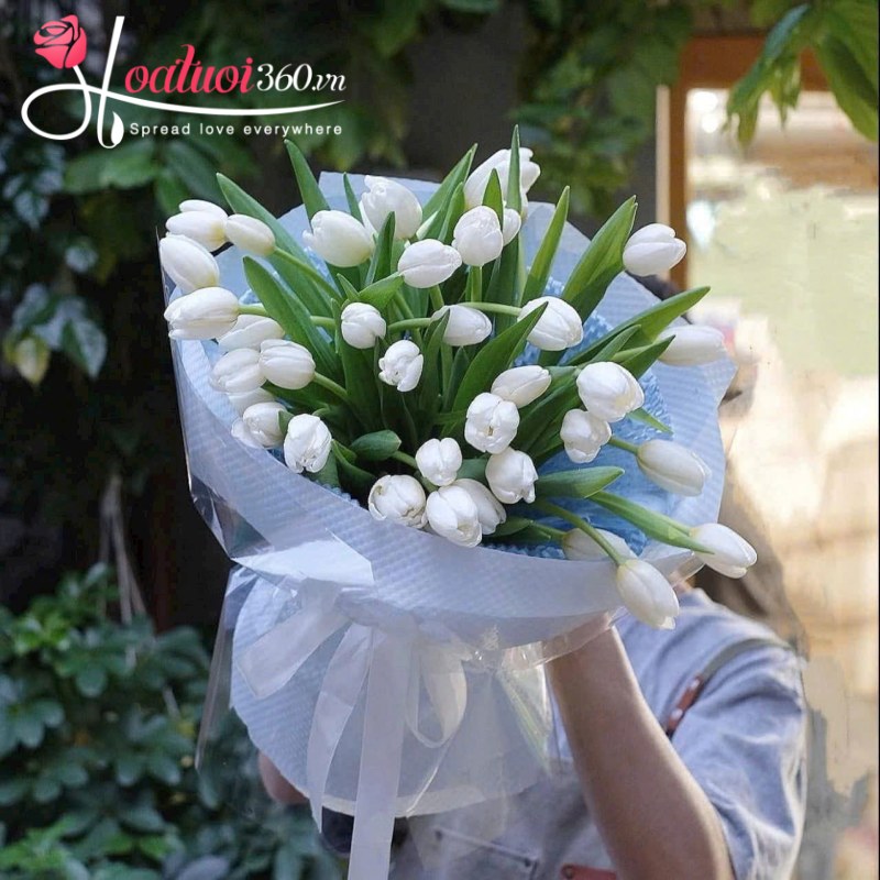 ý nghĩa hoa tulip trắng