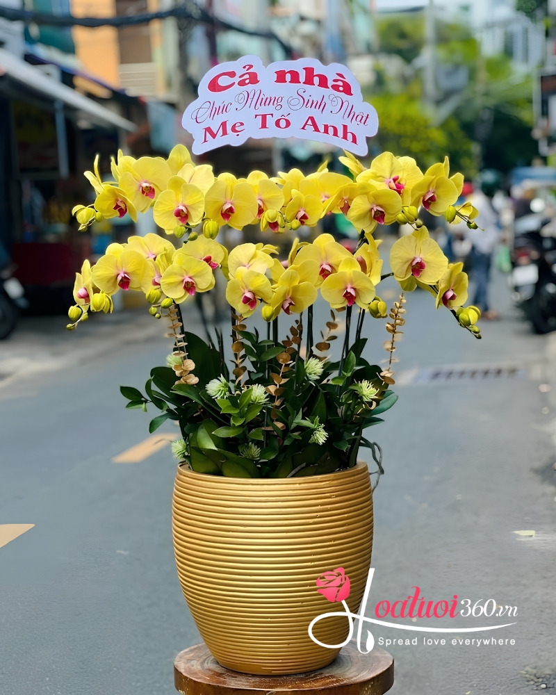 chậu lan hồ điệp 10 cành