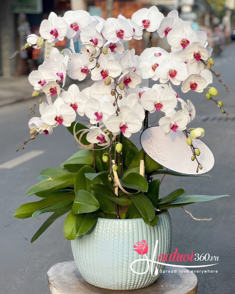 chậu lan hồ điệp 10 cành
