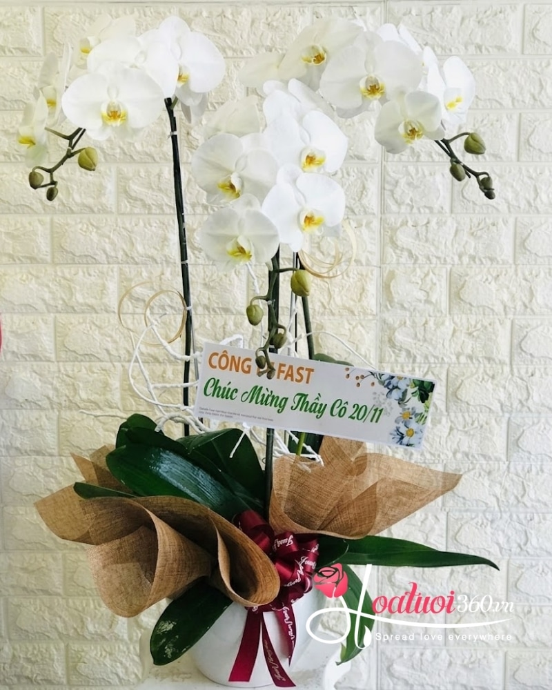 chậu lan hồ điệp 3 cành