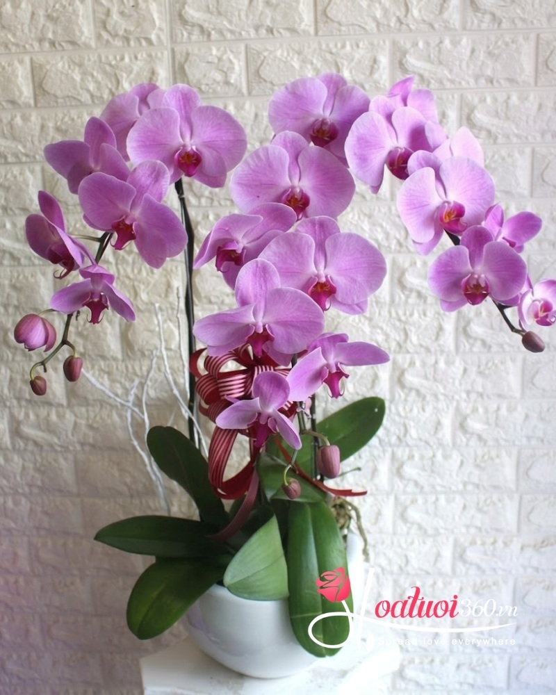 chậu lan hồ điệp 3 cành