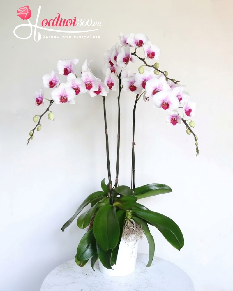 chậu lan hồ điệp 3 cành