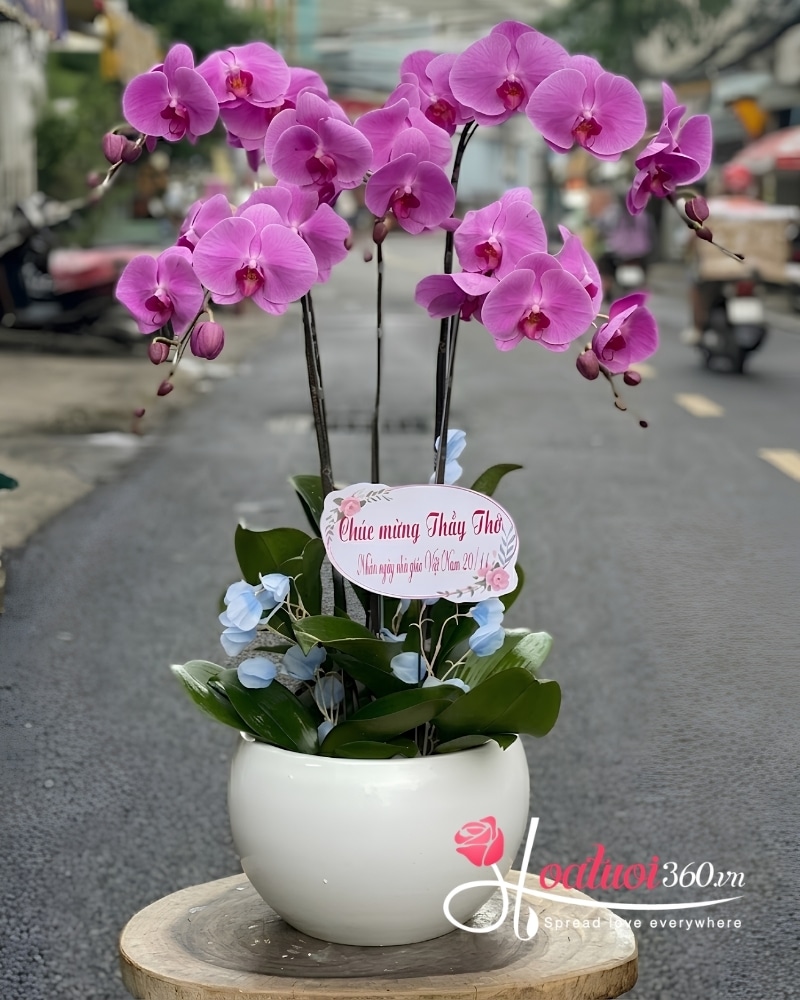 chậu lan hồ điệp 5 cành