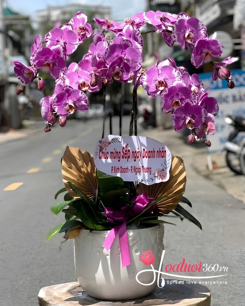 chậu lan hồ điệp 5 cành