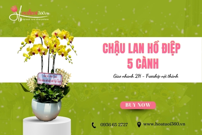chậu lan hồ điệp 5 cành