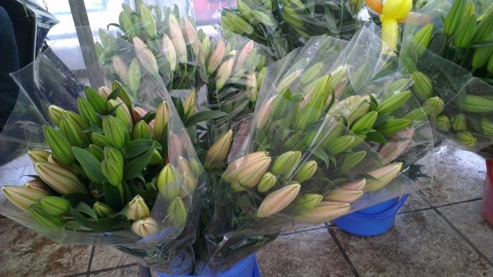 Chọn hoa huệ tây chưa hé nụ