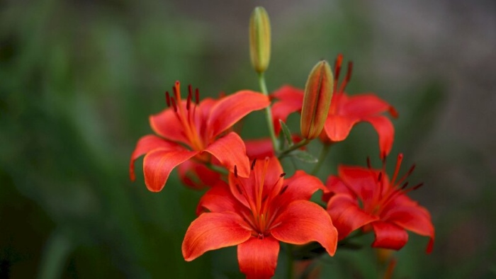 ý nghĩa hoa loa kèn đỏ đại diện cho tình yêu mãnh liệt