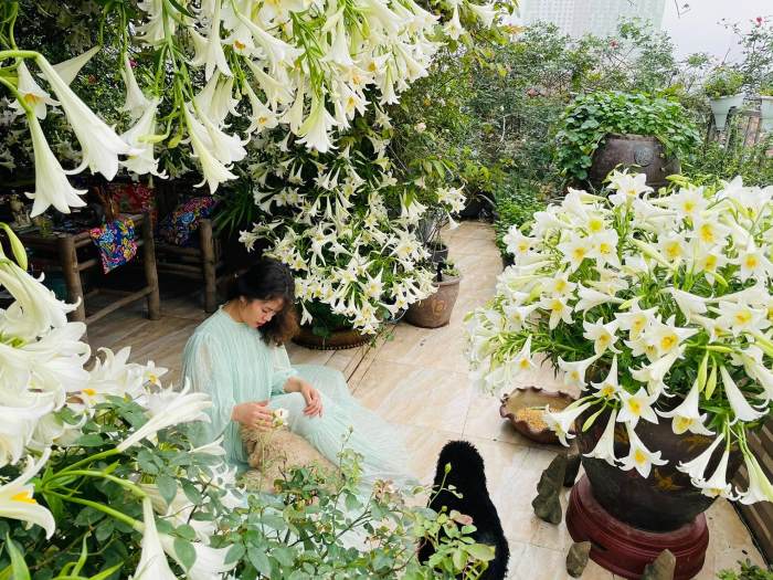 Ý nghĩa hoa loa kèn trắng