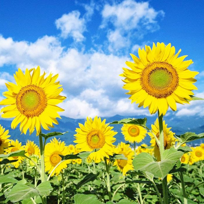 Ý nghĩa hoa hướng dương trong cuộc sống